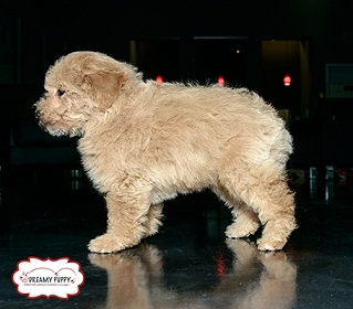 Dreamy Puppy Complaints